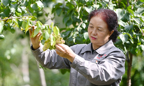 【二十大代表风采录】张锦梅：高原播绿人_共产党员网